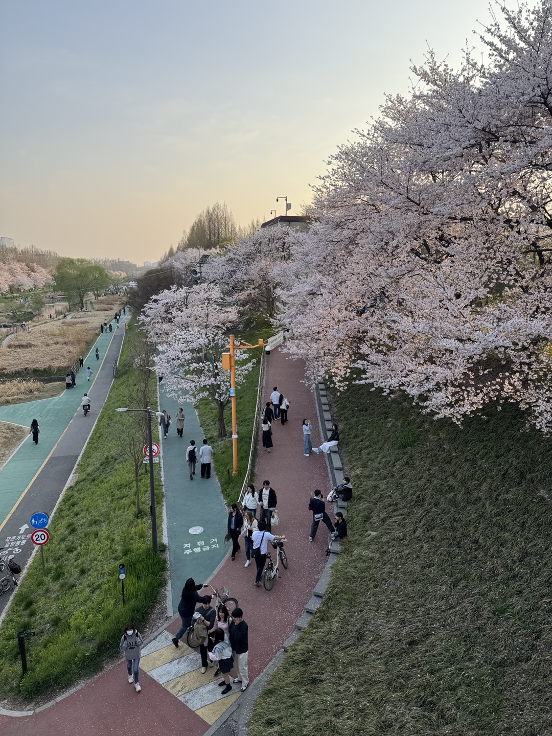 Yangjaecheon Walk & Han River Bike Ride with Taejin 2