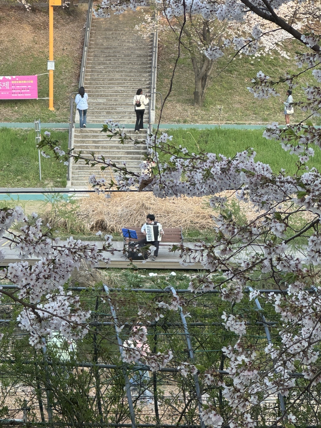 Yangjaecheon Walk & Han River Bike Ride with Taejin 3